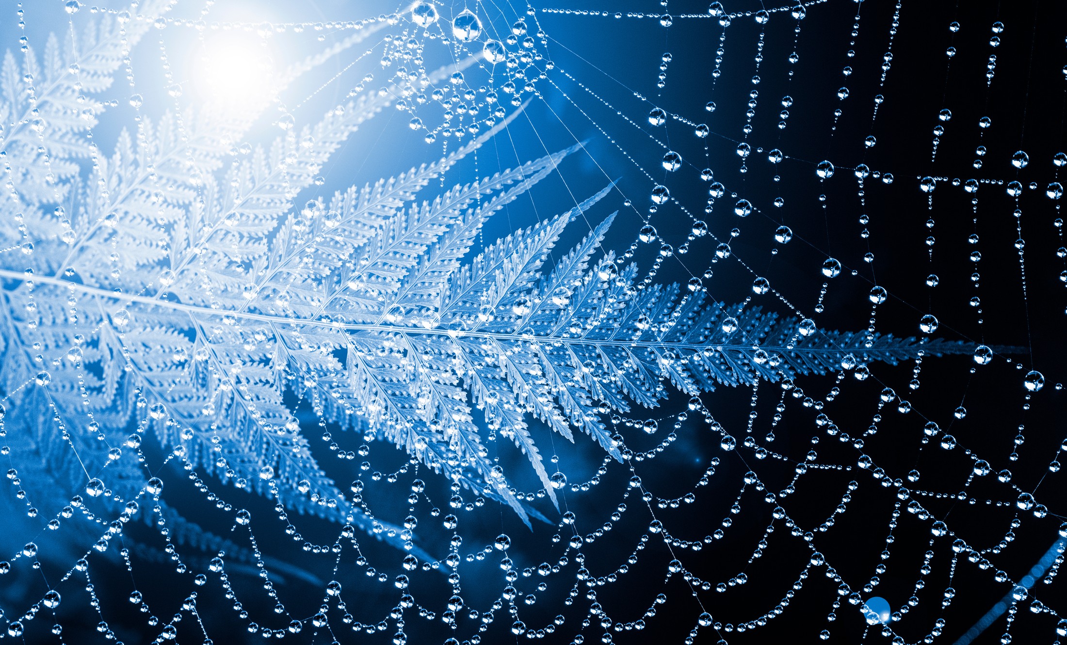 A crystalline frost pattern suspended against a dark blue field of water droplets.